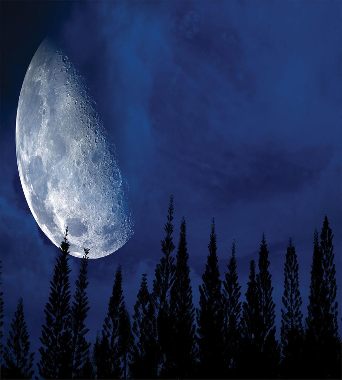 Forest Night Silhouette — Pattern