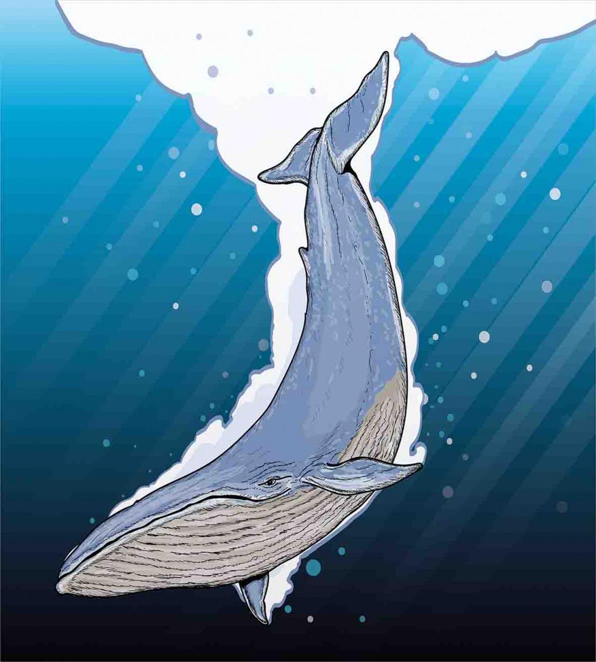 Ocean Whale Fish Swims — Pattern