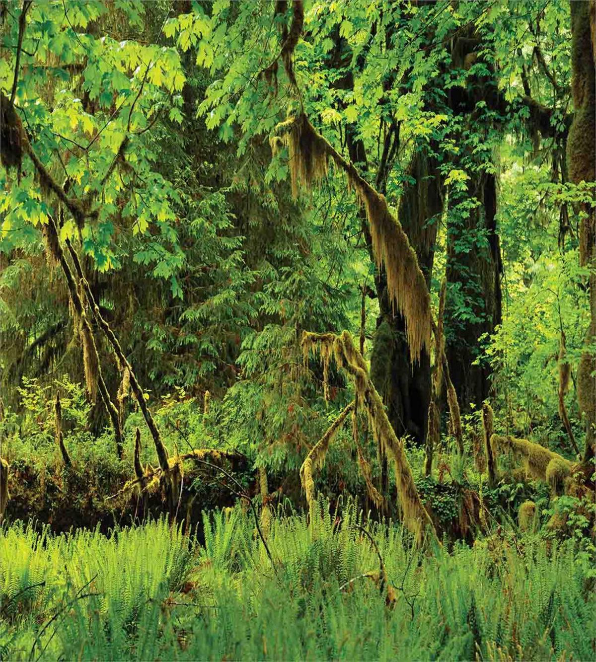 Tress Moss Wild Nature — Pattern