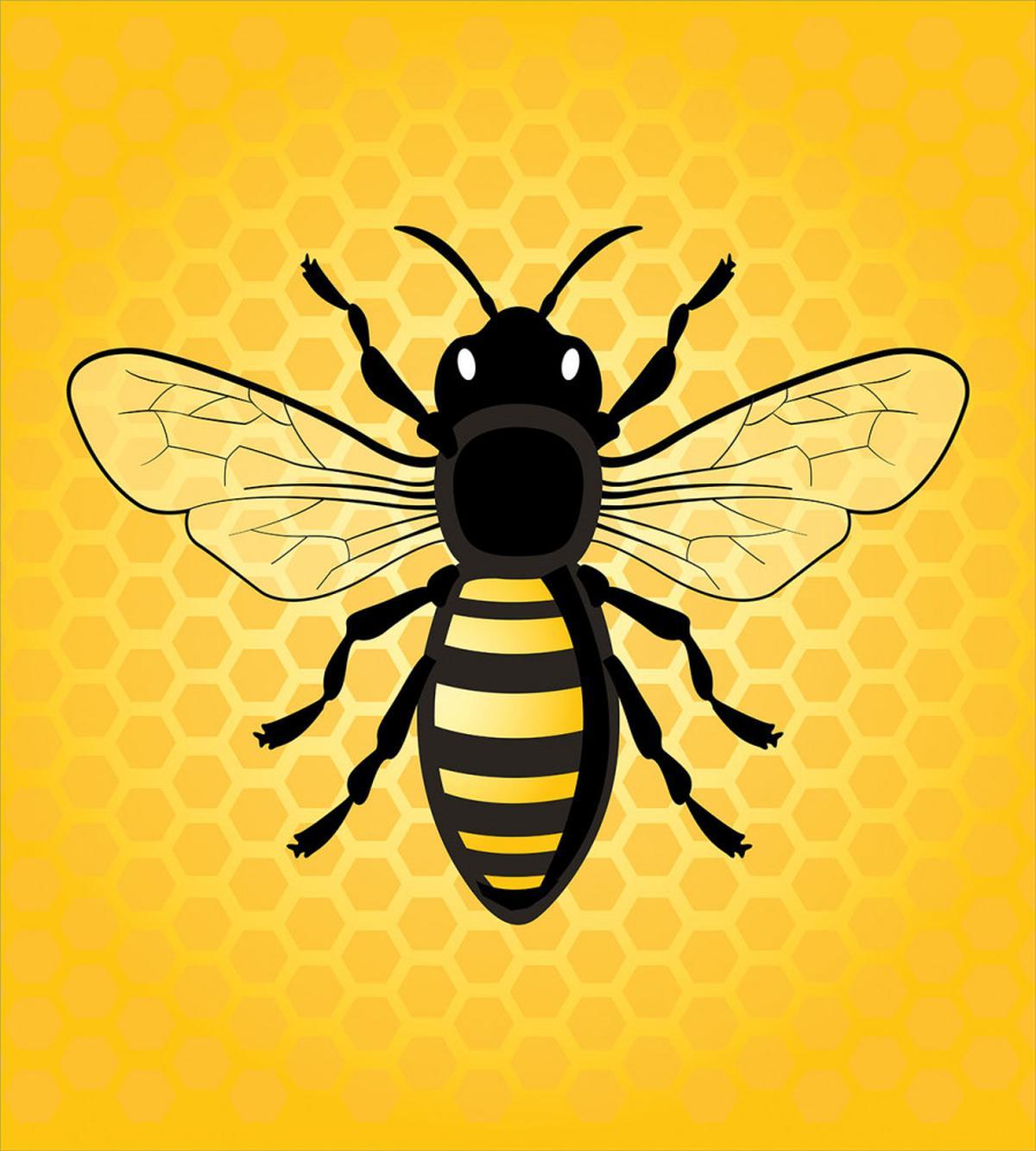 Detailed View of Insect — Pattern