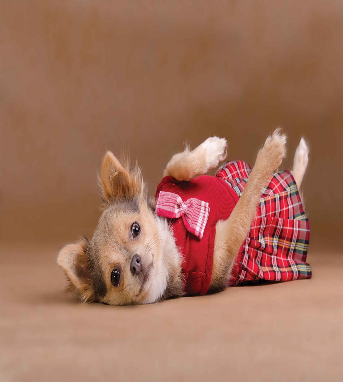 Puppy Wearing Kilt Photo — Pattern