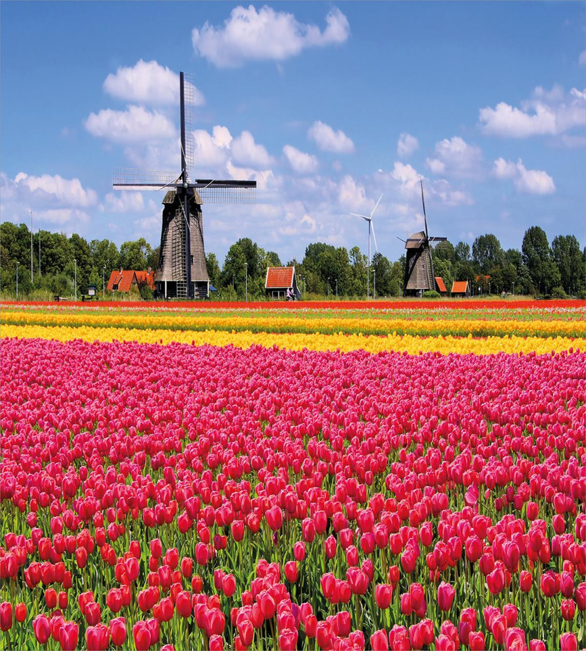 European Fresh Tulips — Pattern