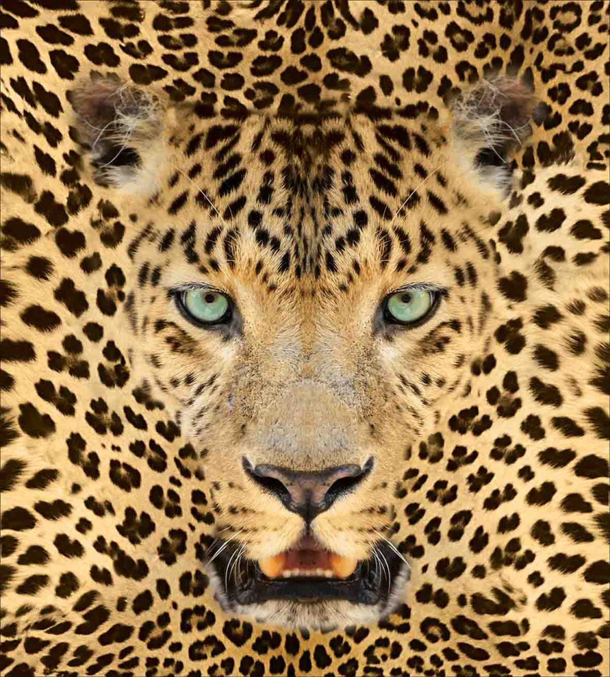 Predator Animal — Pattern