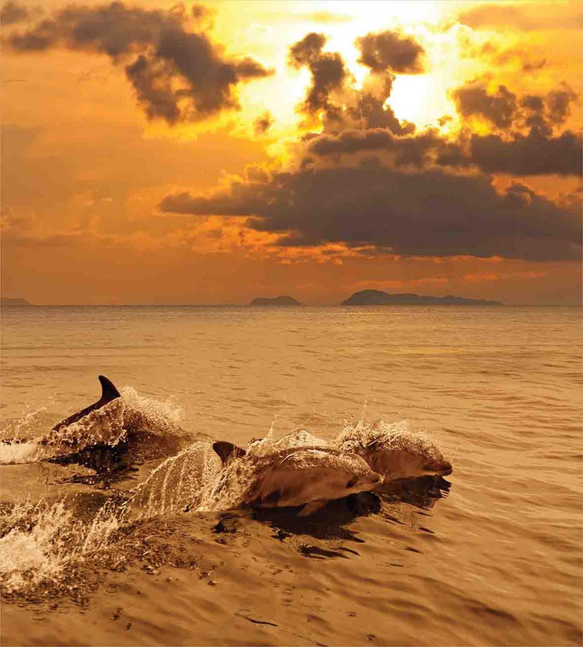 Dolphins Dusk — Pattern
