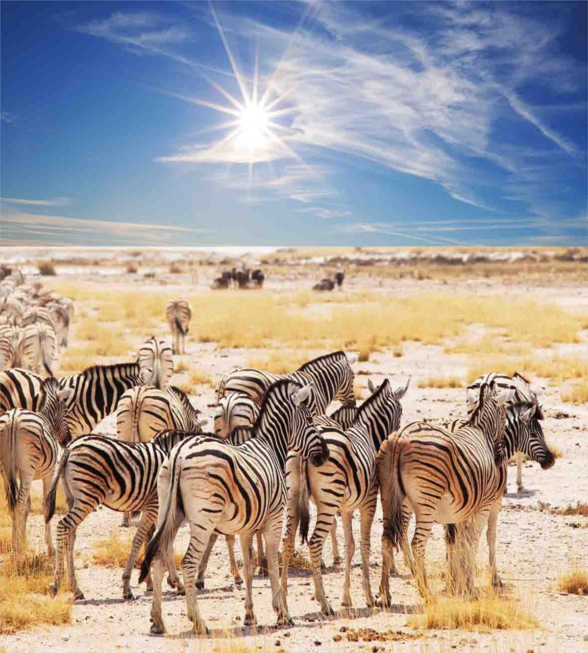 Africa Safari Park — Pattern
