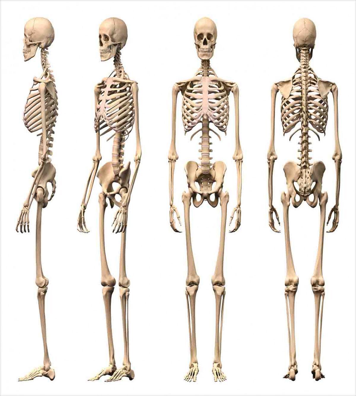 Medical Skeleton — Pattern