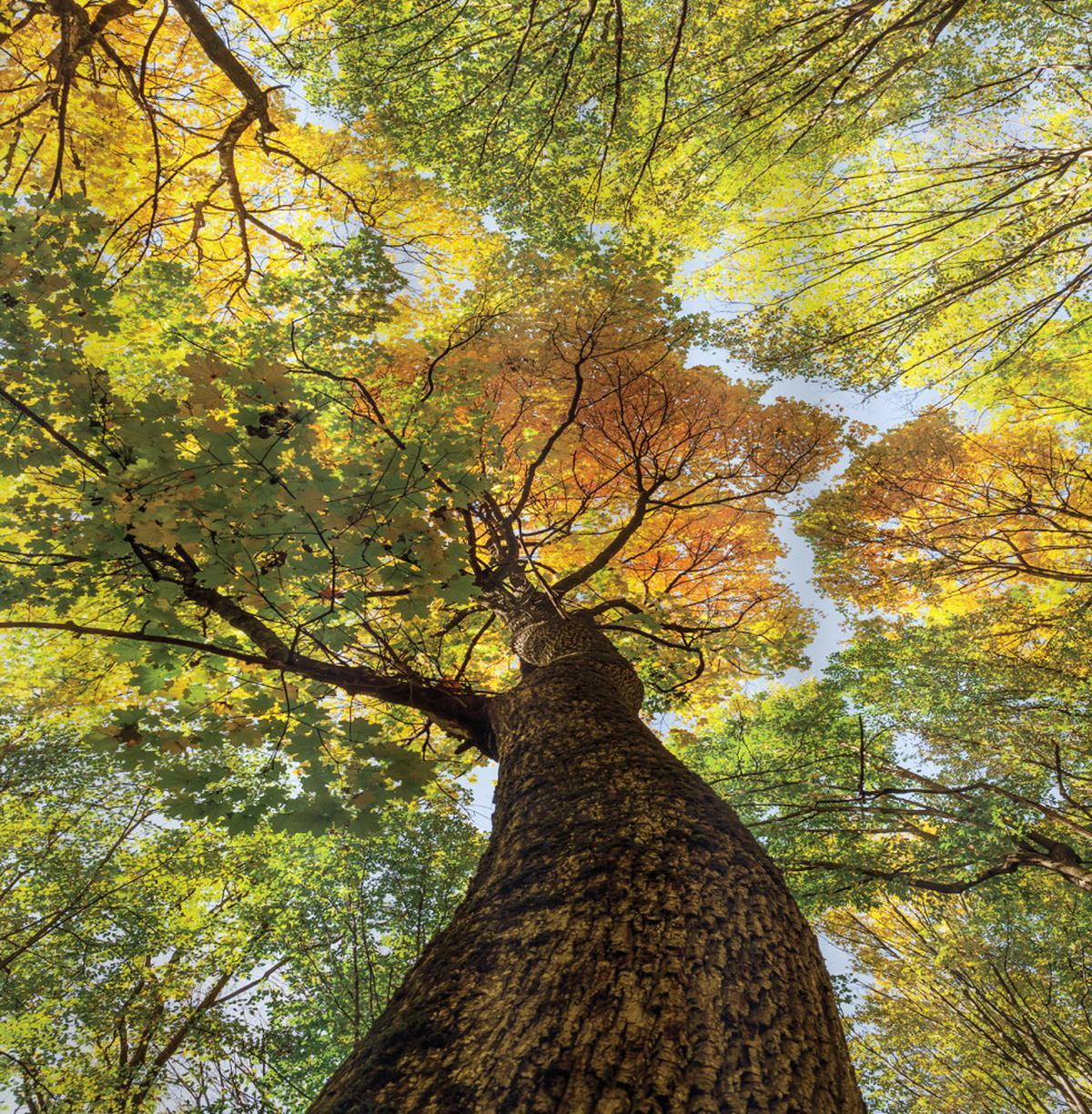Autumn Tree of Nature Photo — Pattern