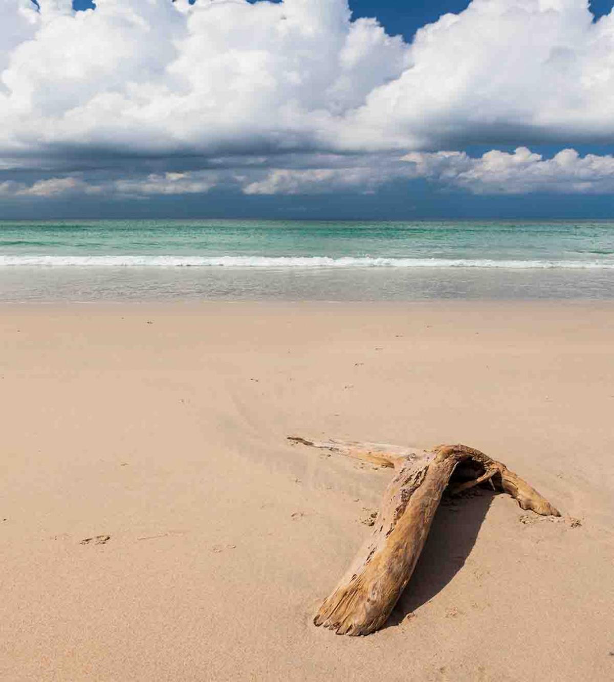 Driftwood on the Beach — Pattern