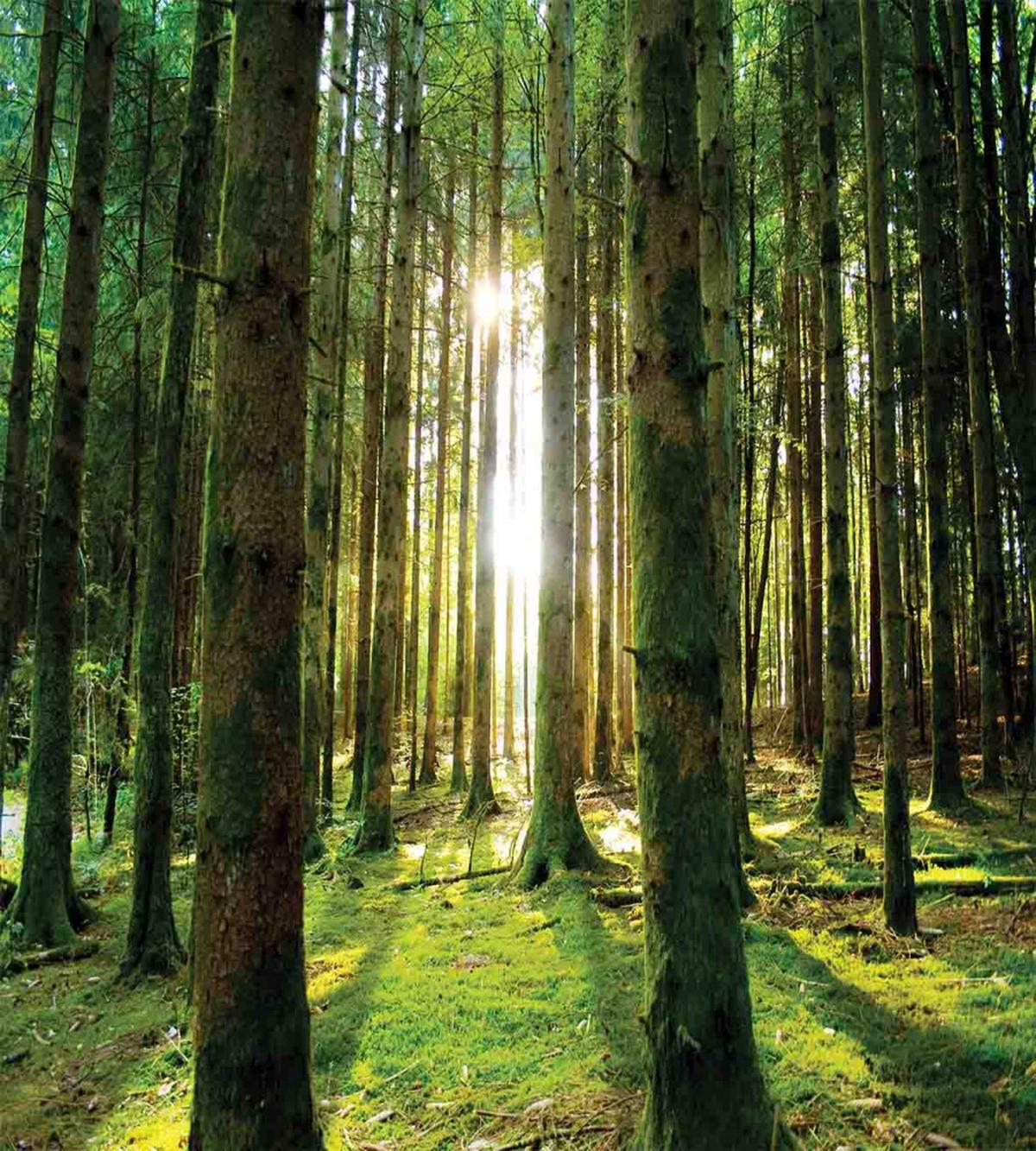 Sunny Day in the Forest — Pattern