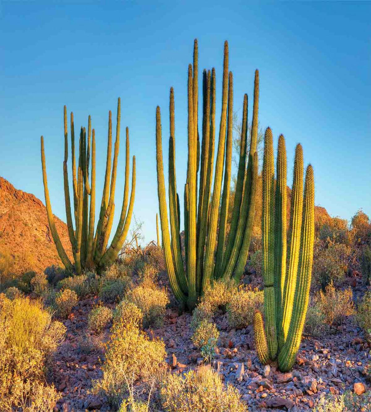 Mountain Cactus Photo — Pattern