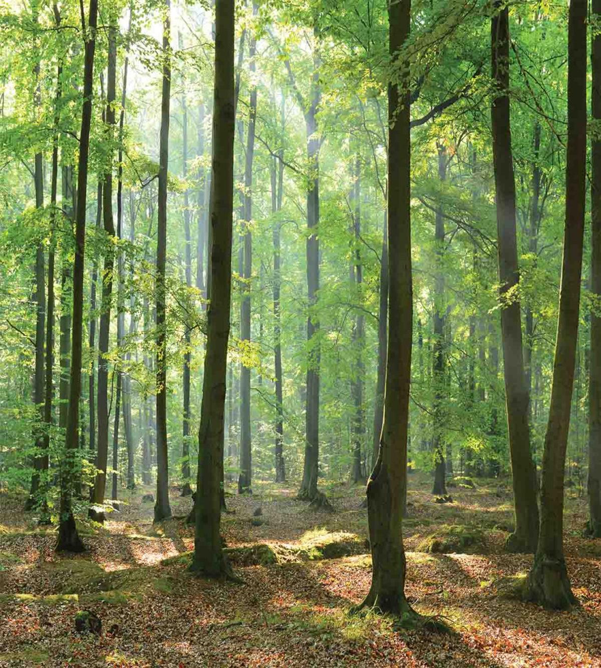 Morning Forest Farmhouse — Pattern