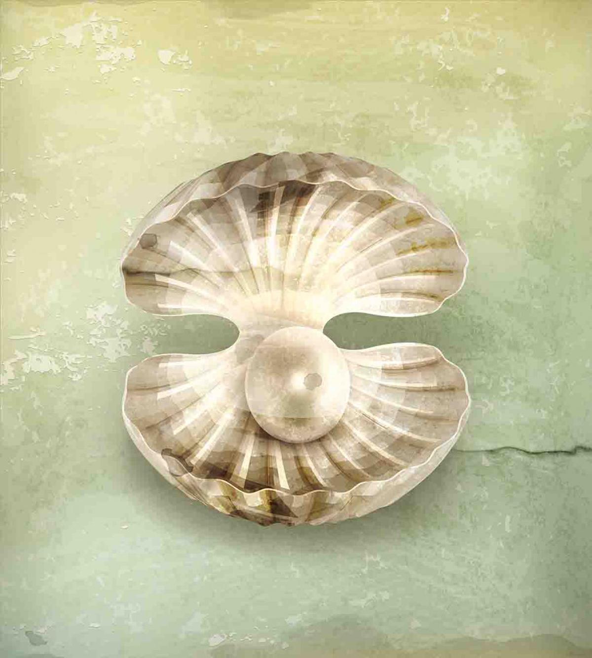 Open Shell Marine Life — Pattern