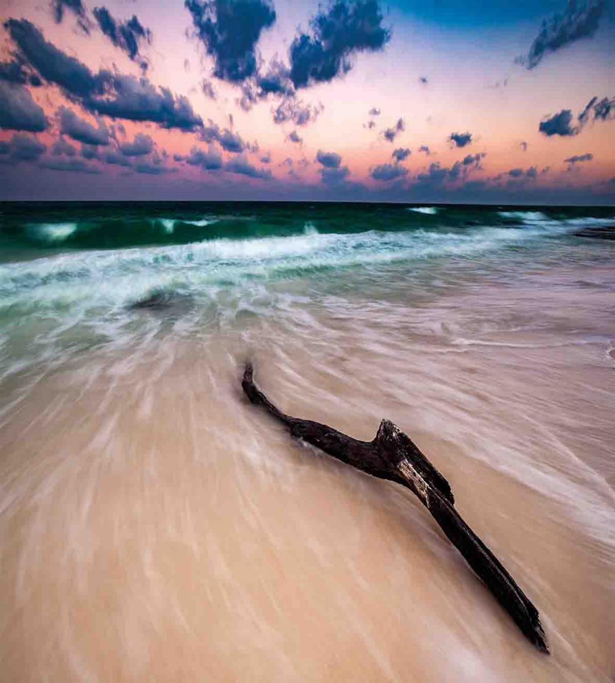 Driftwood on Beach — Pattern