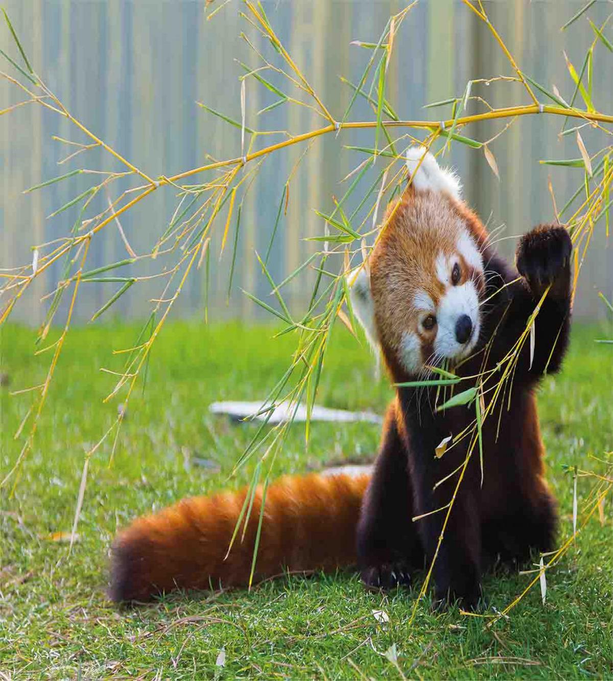Panda — Pattern