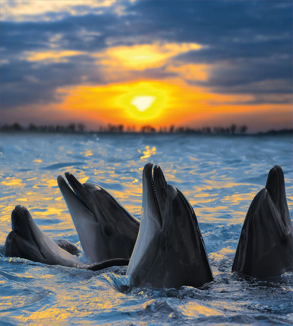 Bottle Nosed Dolphins — Pattern