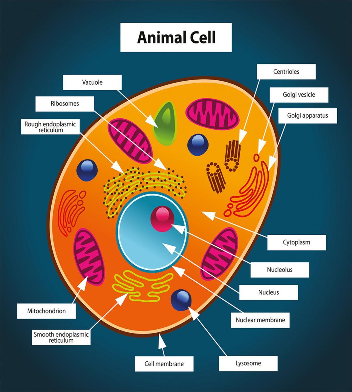 Science at School — Pattern