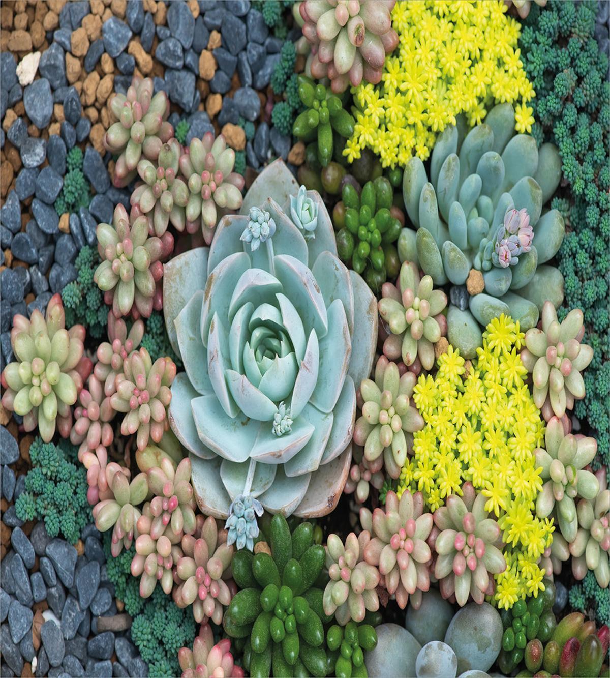 Miniature Plants Stones — Pattern