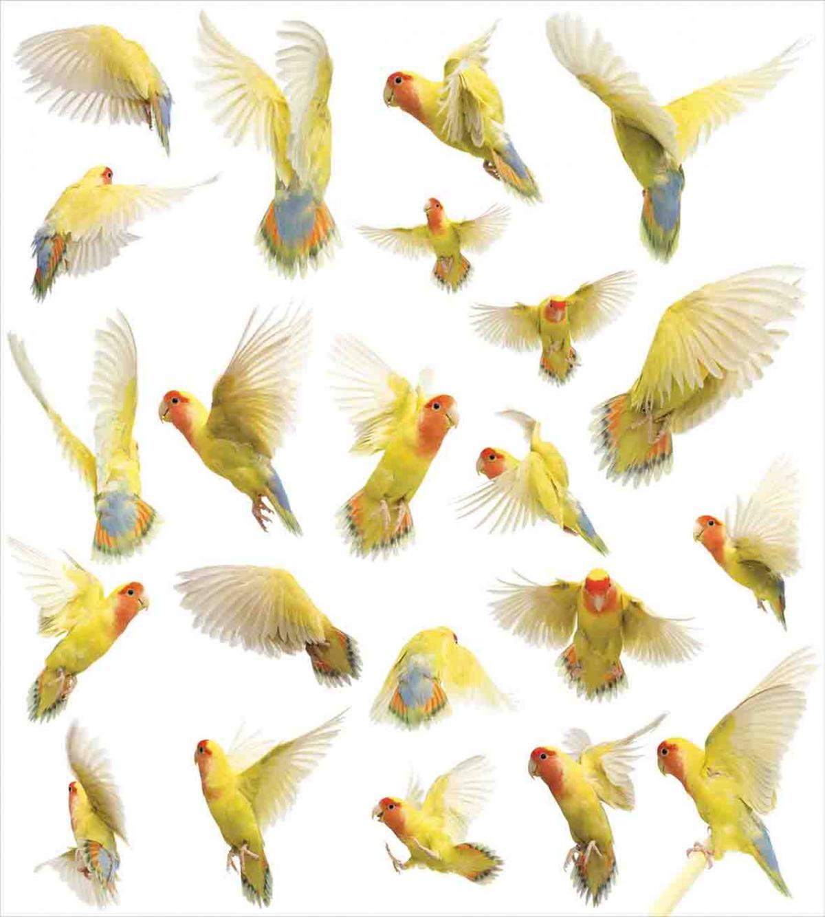 Peach Face Love Birds — Pattern
