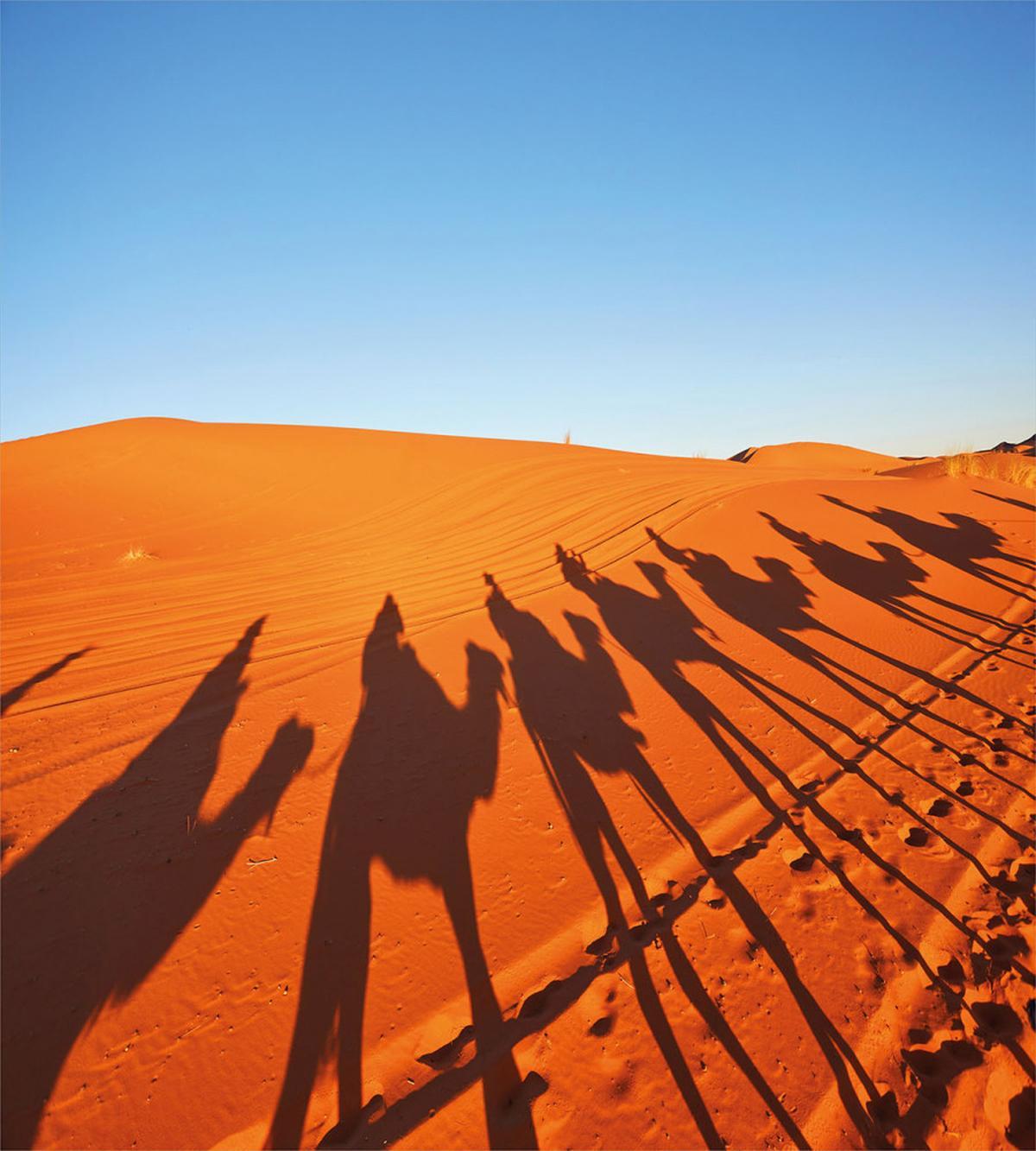 Camel Caravan Silhouette — Pattern