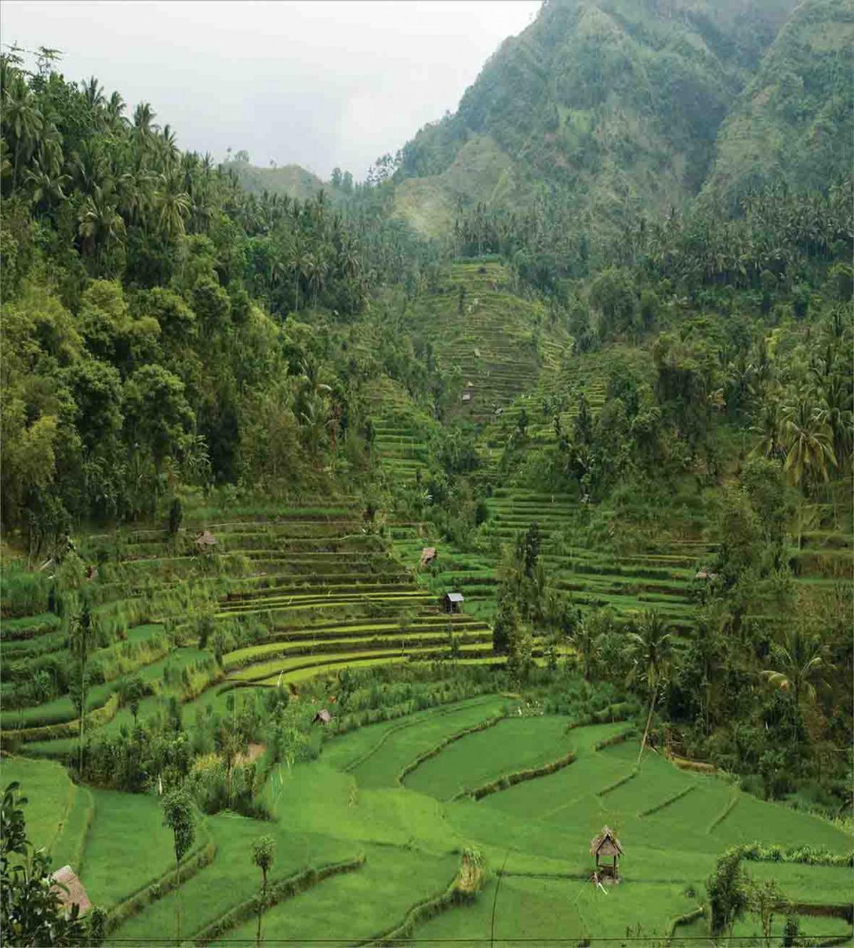 Rice Paddies — Pattern