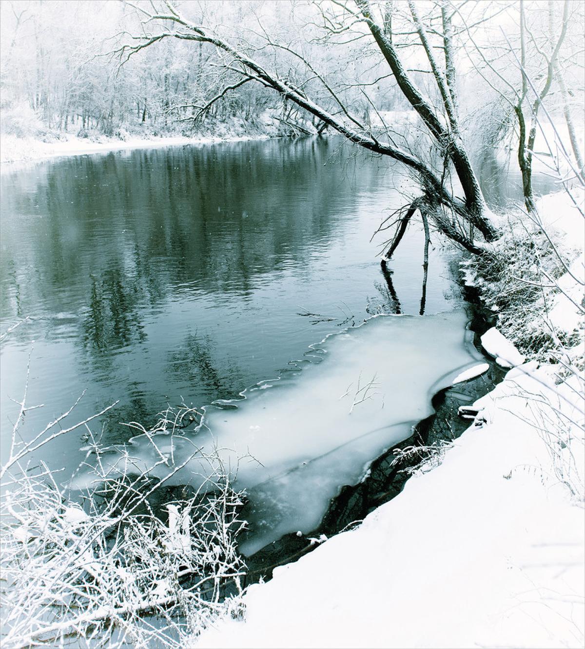Winter Snowy Foliage — Pattern