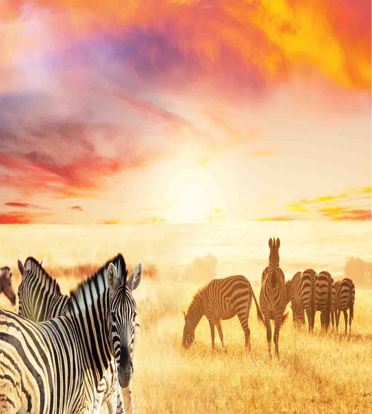 South Wild Zebra — Pattern