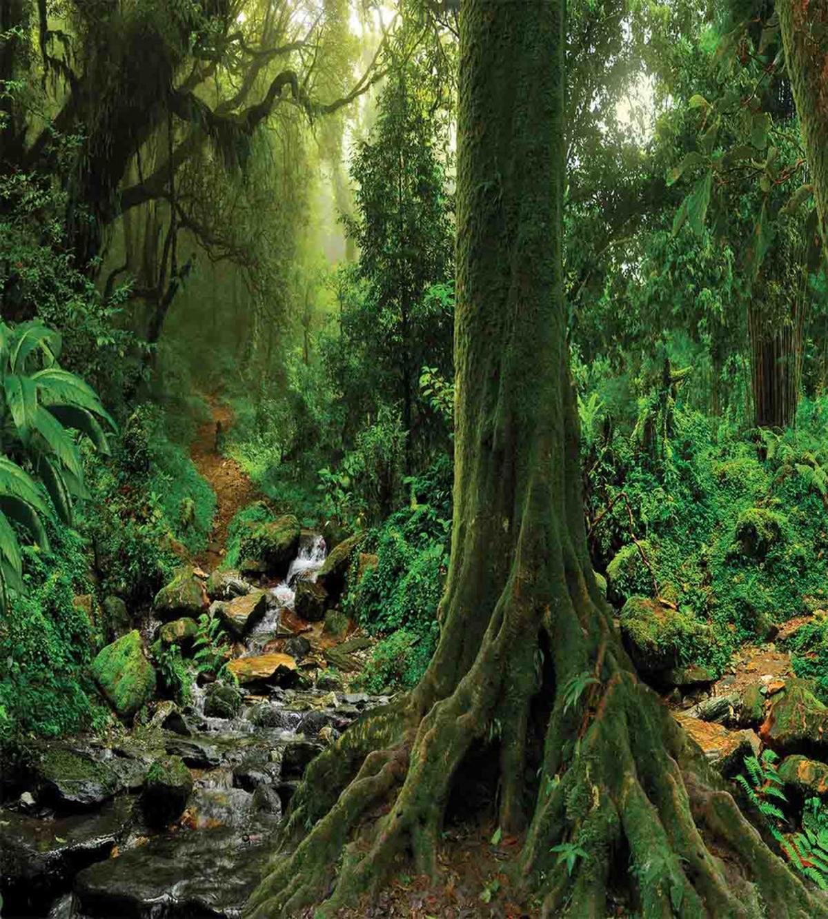 Moss on Trees Stream — Pattern