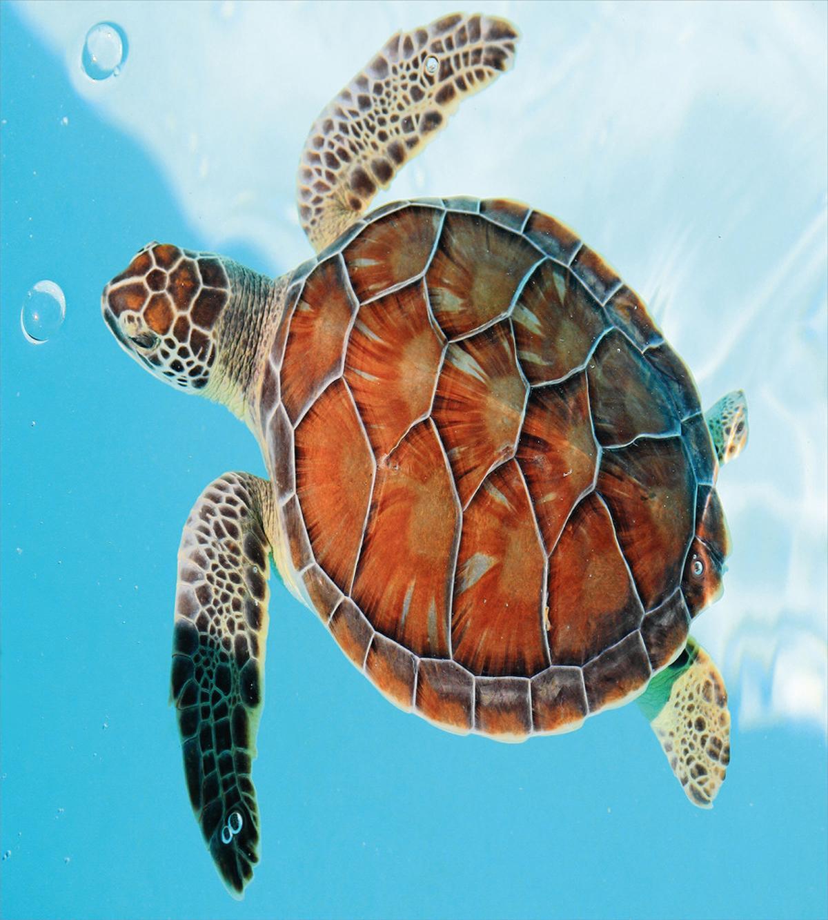 Sea Animal Caribbean — Pattern