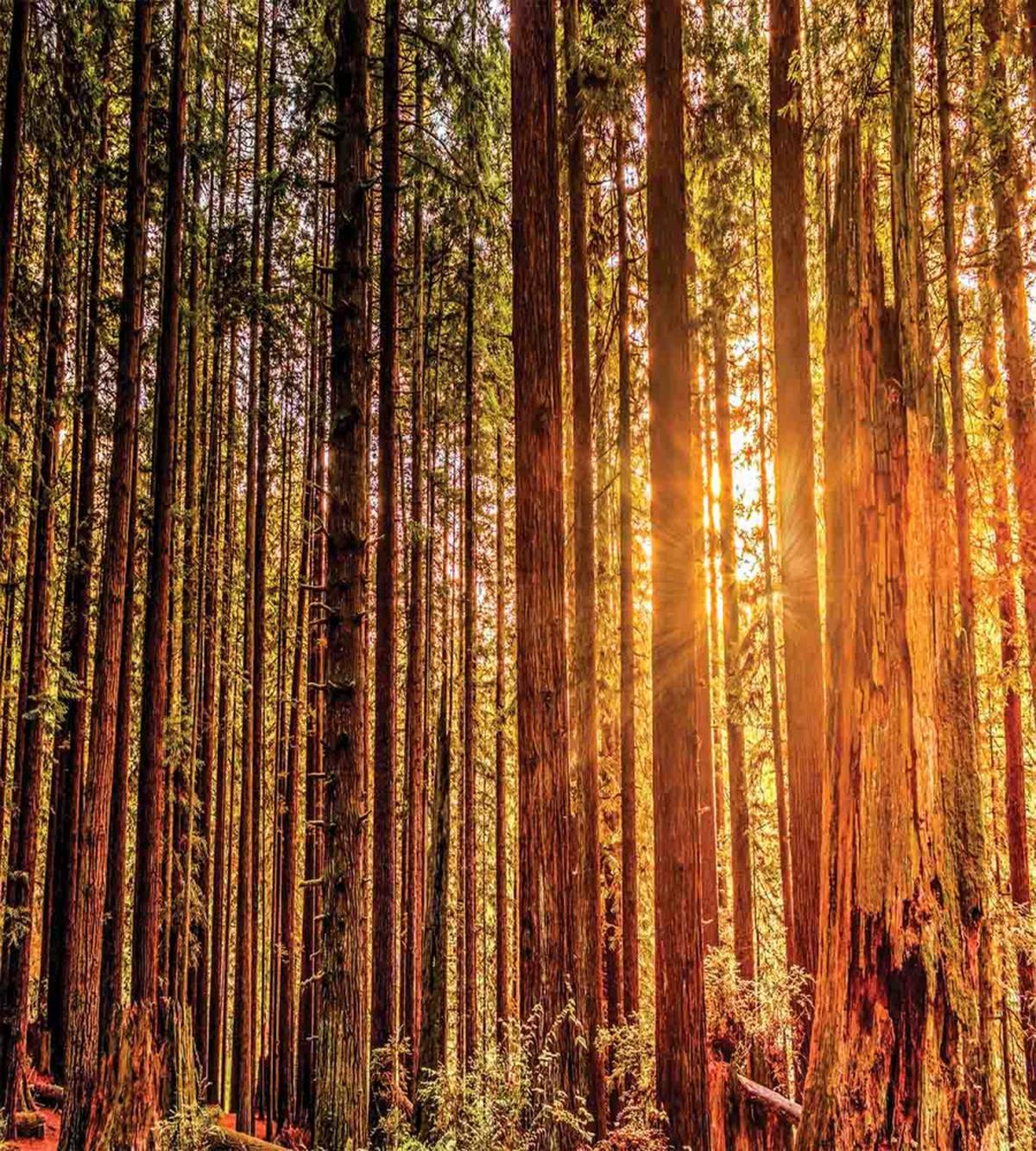 Redwoods Forestry — Pattern