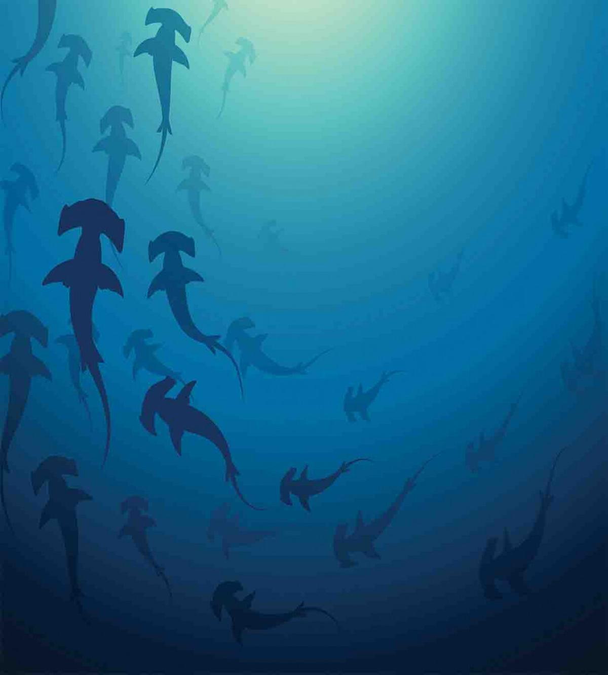 Hammerhead Shark — Pattern
