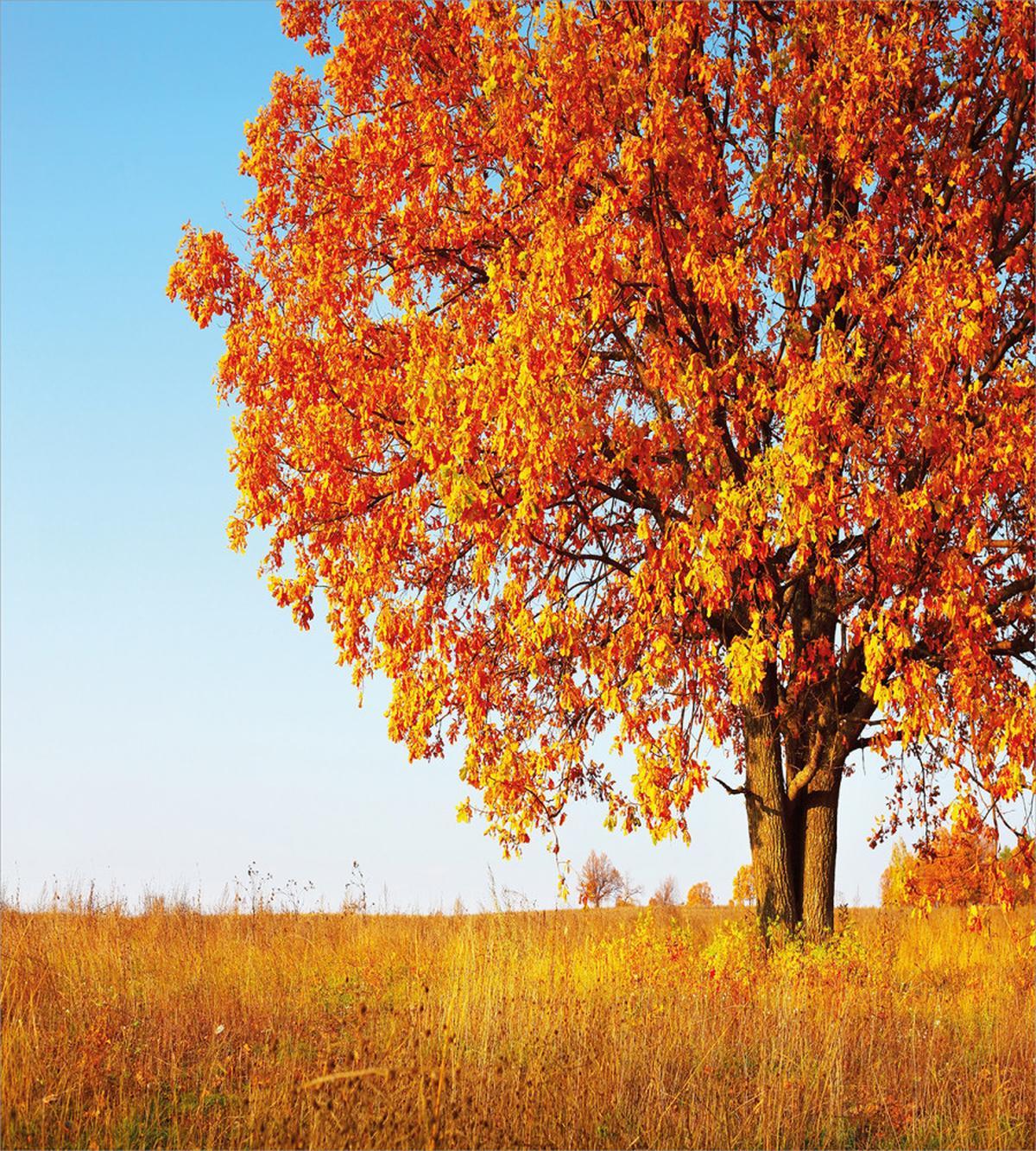 Lonely and Oak — Pattern