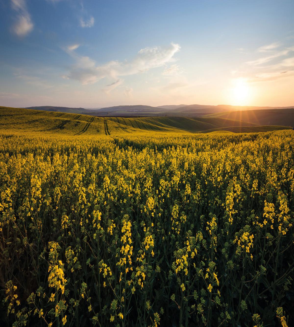 Sunset Flower Field — Pattern
