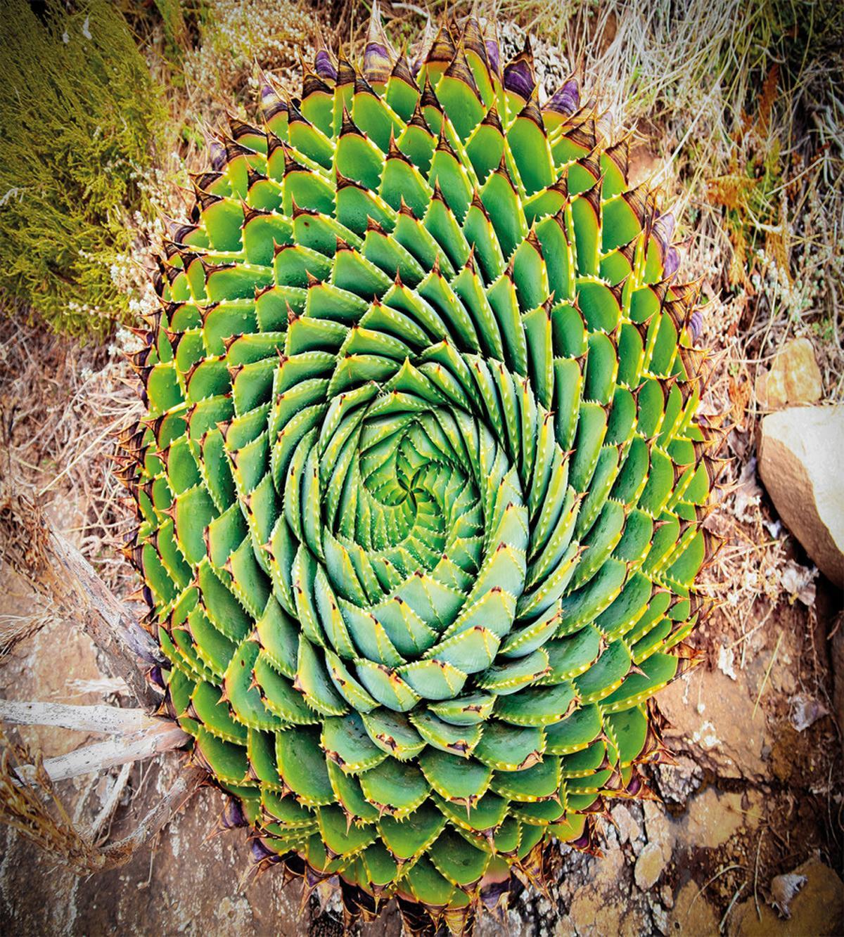 Aloe Polyphylla Vera — Pattern