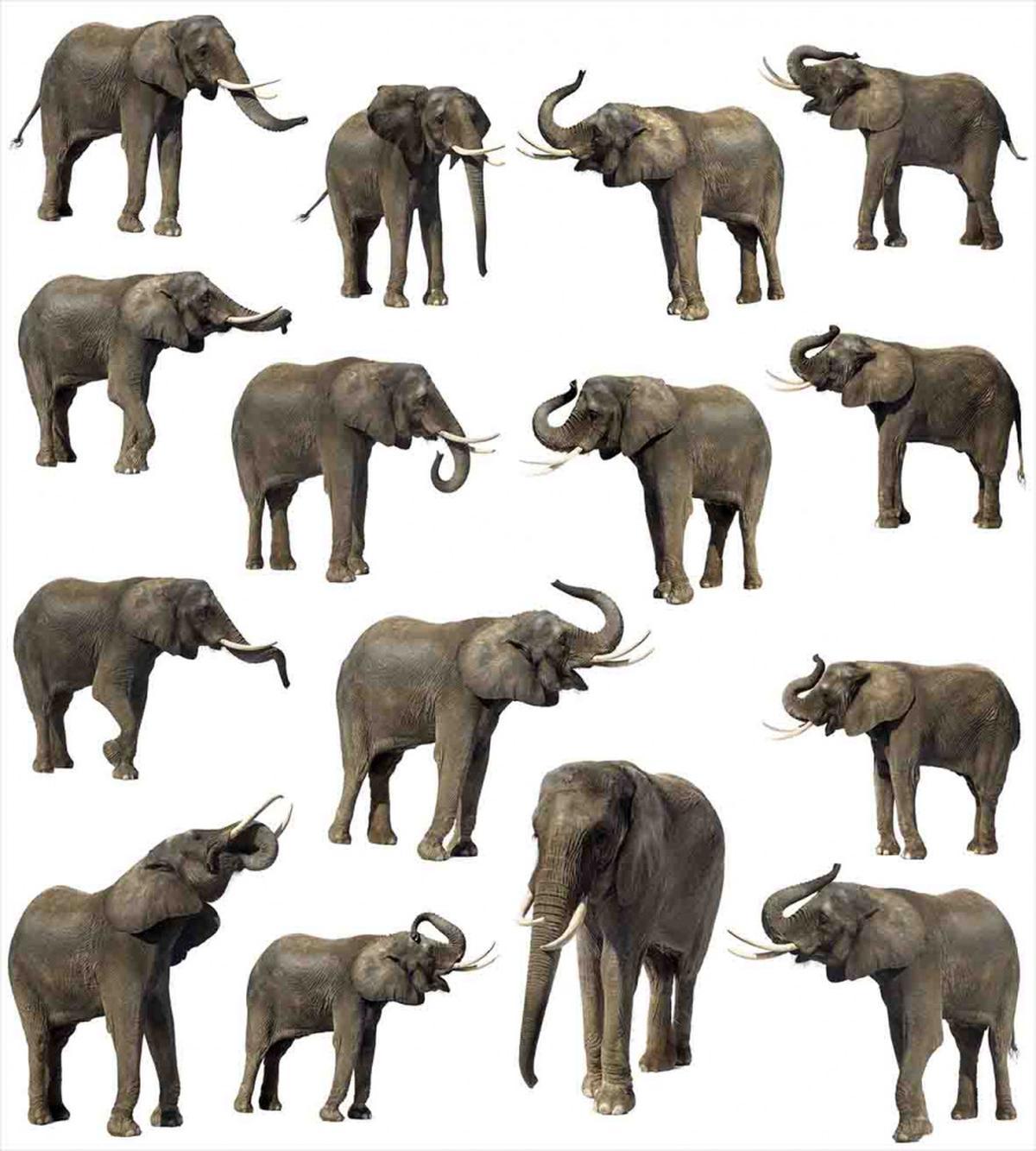 Elephants Tusk Ear — Pattern
