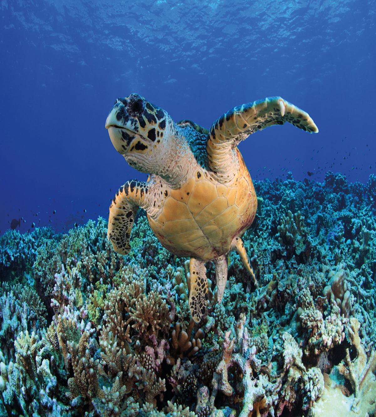 Cheloniidae Deep Ocean — Pattern