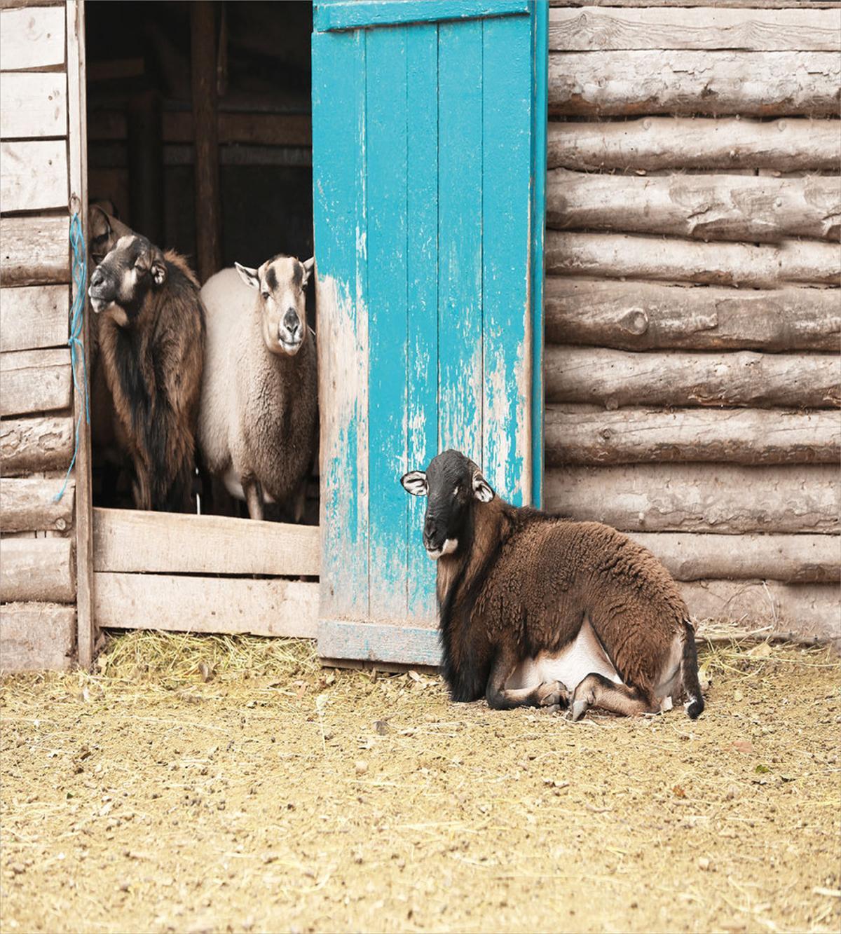 Sheep in Cottage — Pattern
