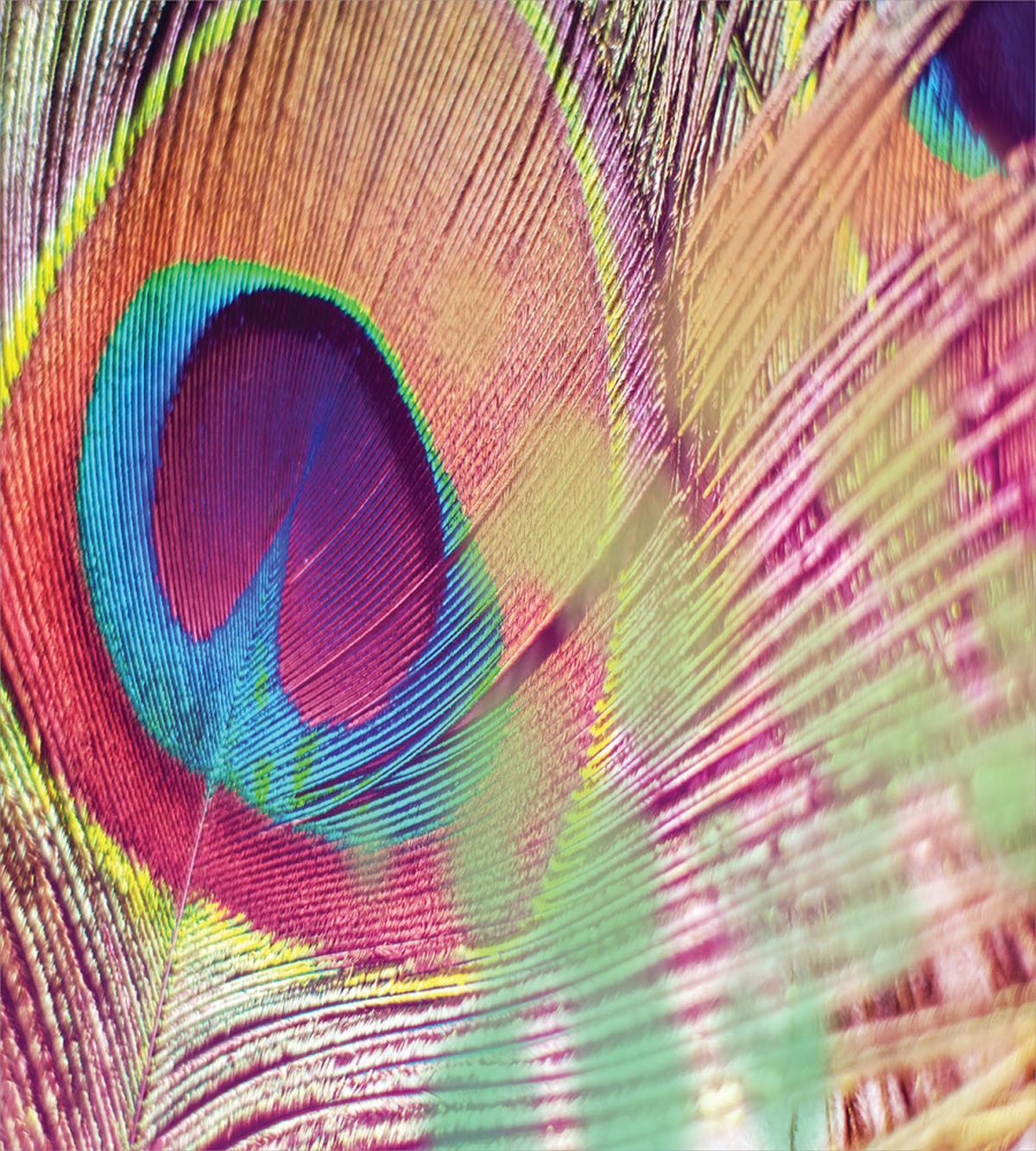 Colorful Macro Plume Photo — Pattern