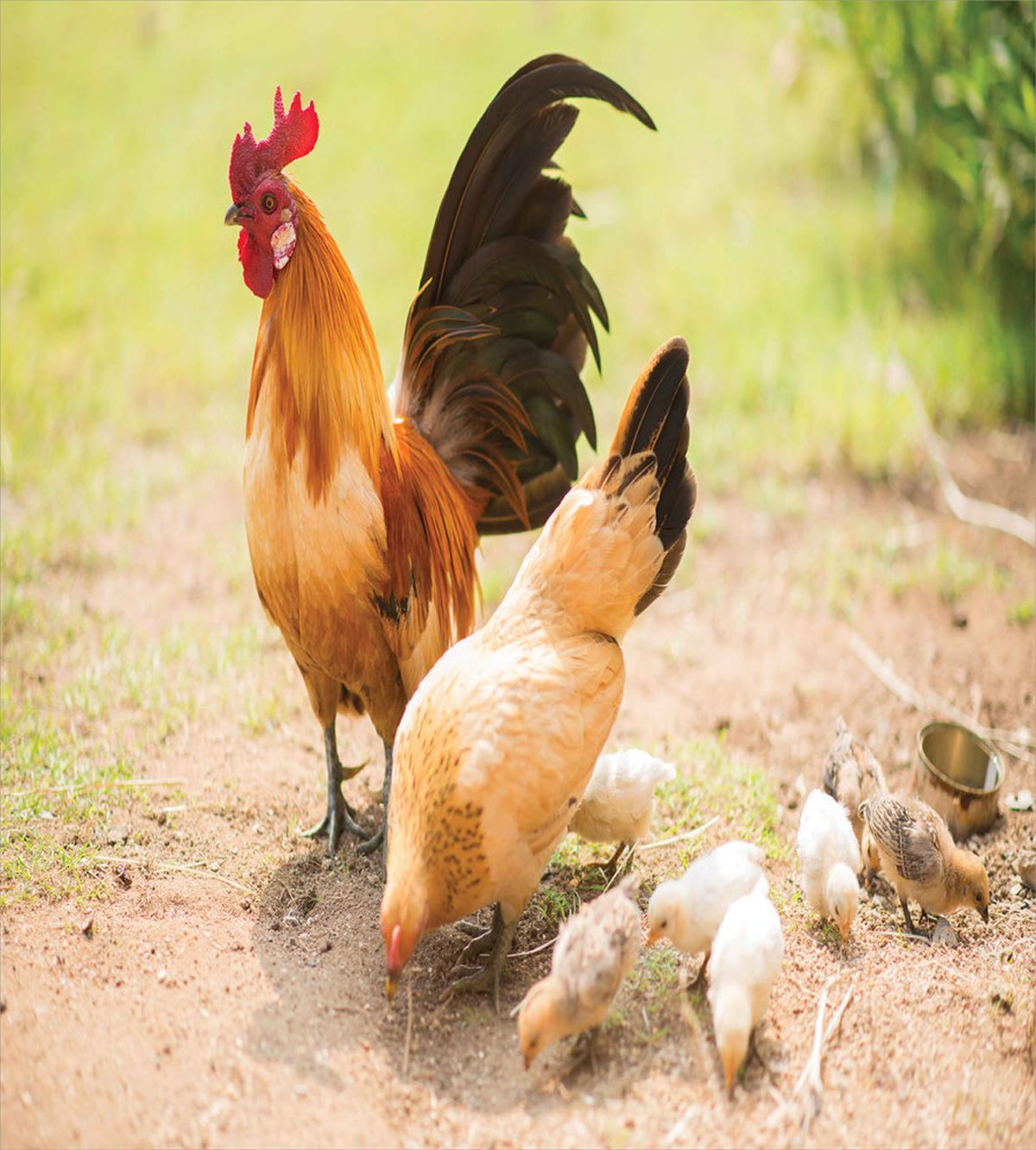 Chicken Family Photo — Pattern