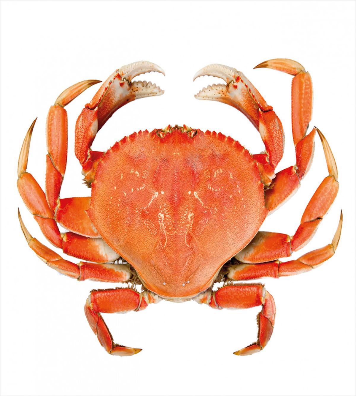 Cooked Dungeness Crab — Pattern