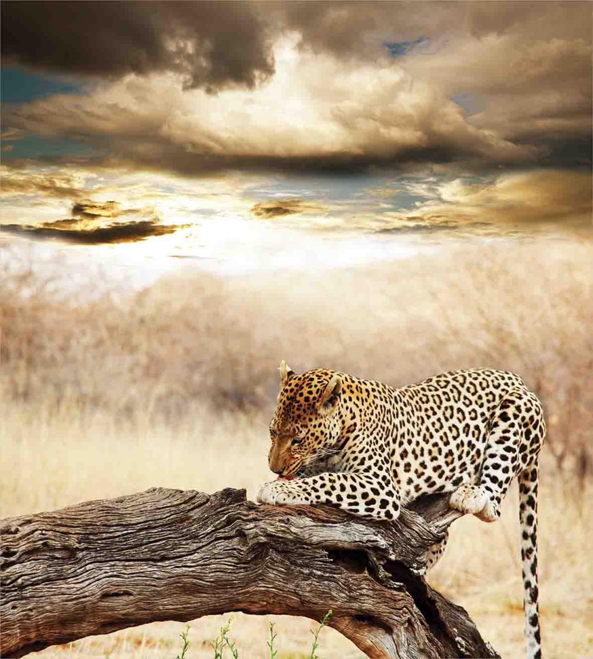 Wild Leopard — Pattern