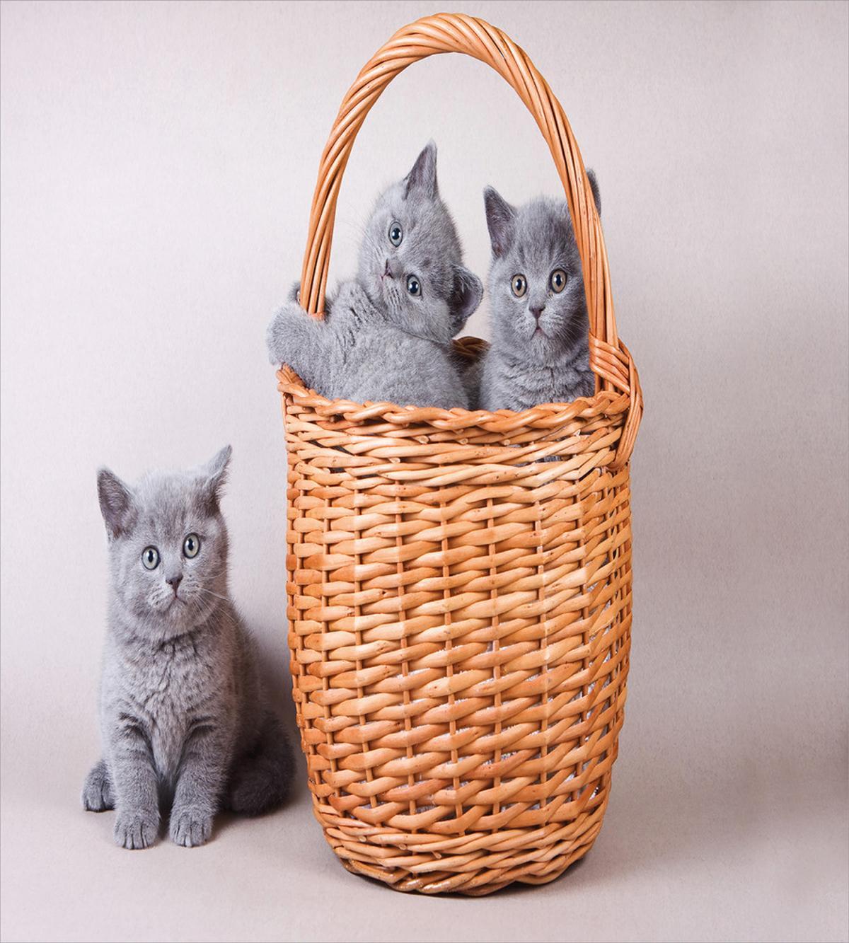 British Cats in Basket — Pattern