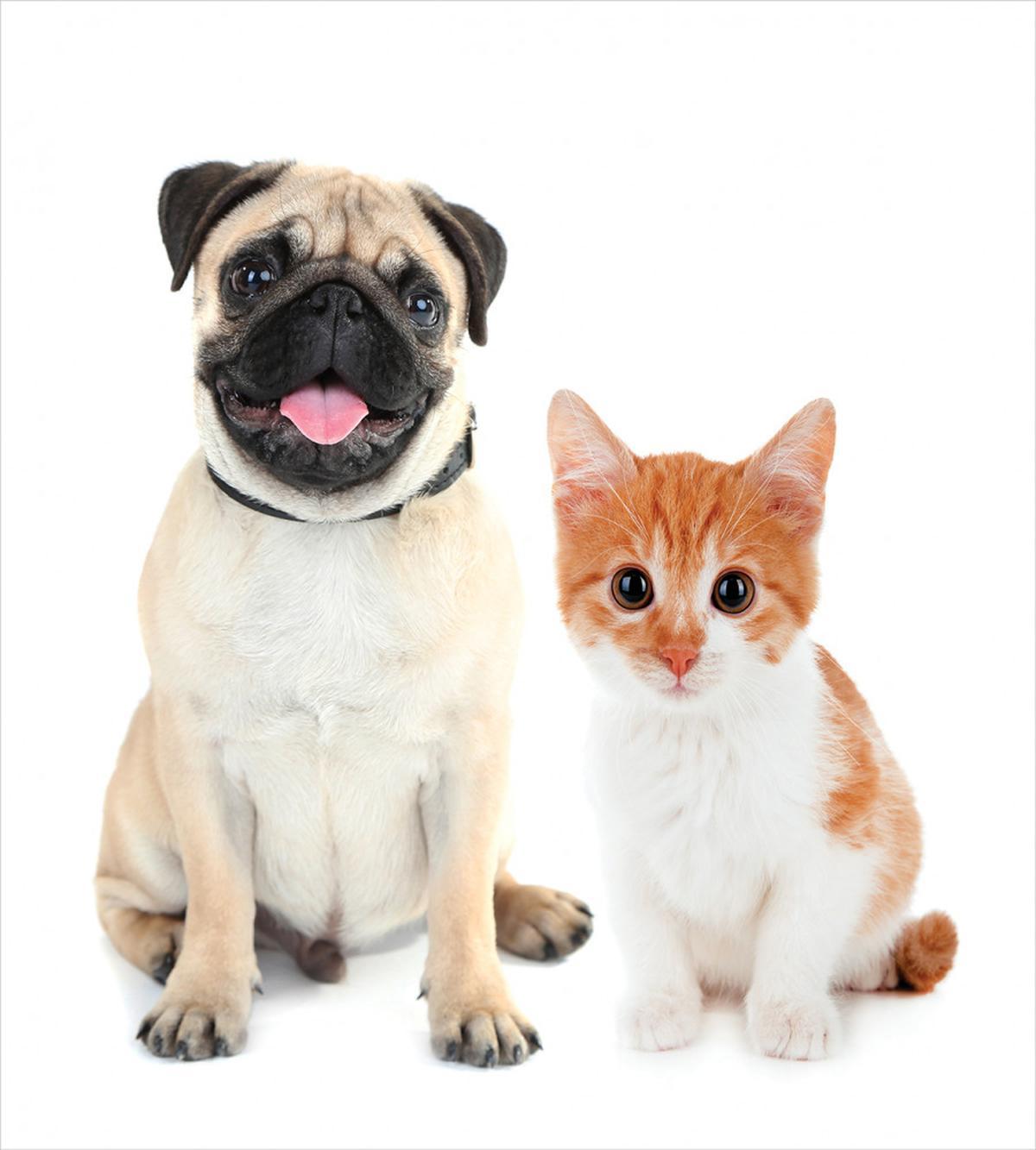 Kitten and Puppy Photo — Pattern