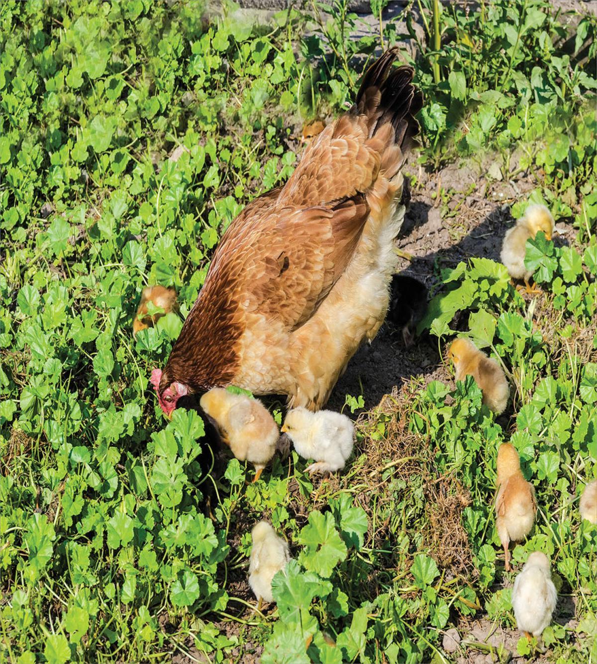 Animals on Shamrocks — Pattern