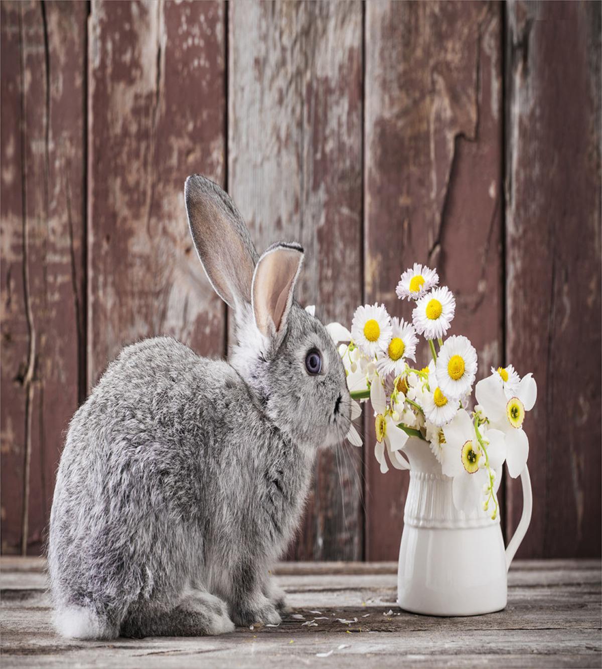 Rabbit Daisy Wooden — Pattern