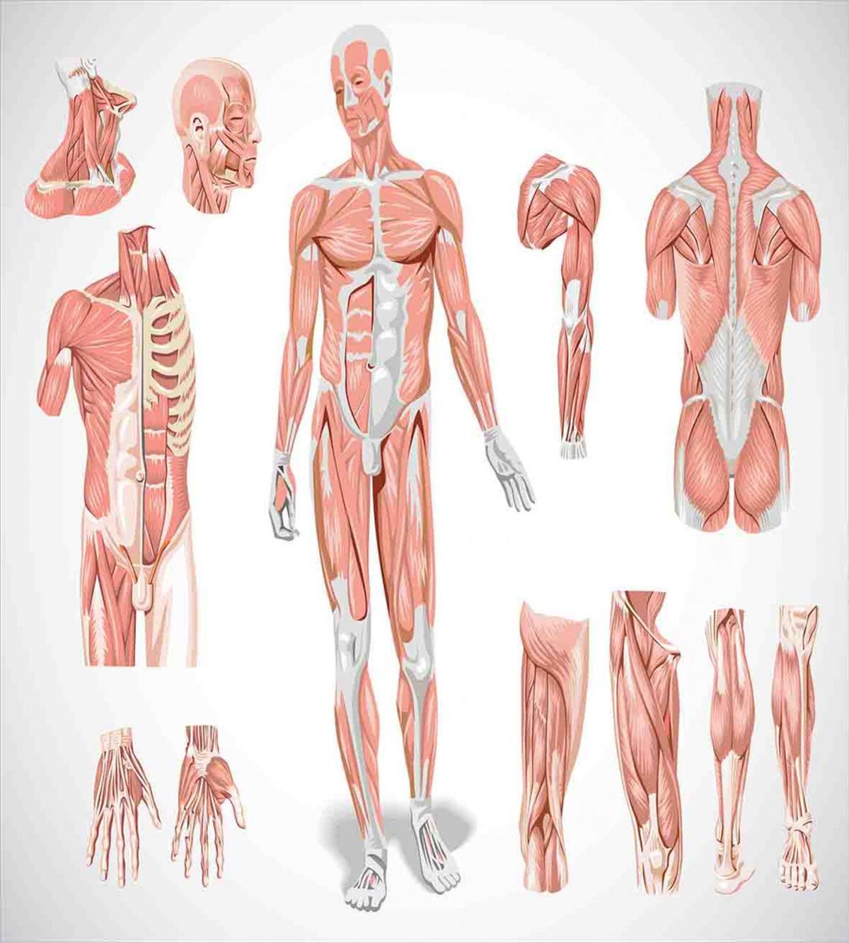 Biology Human Medical — Pattern