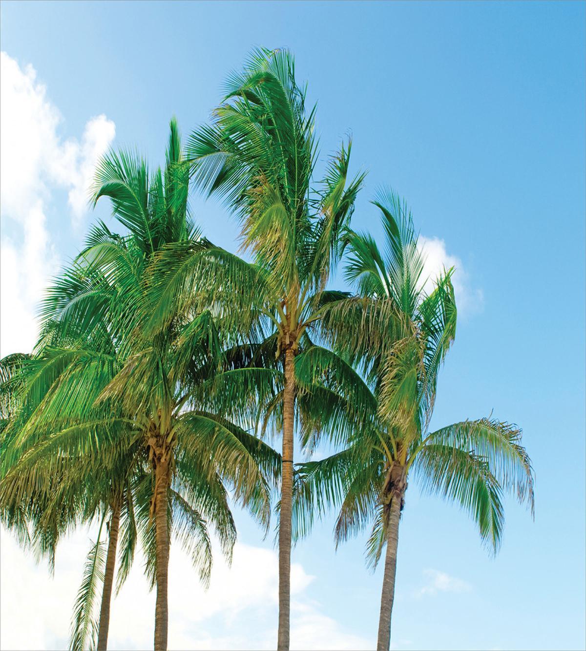 Exotic Idyllic Nature — Pattern