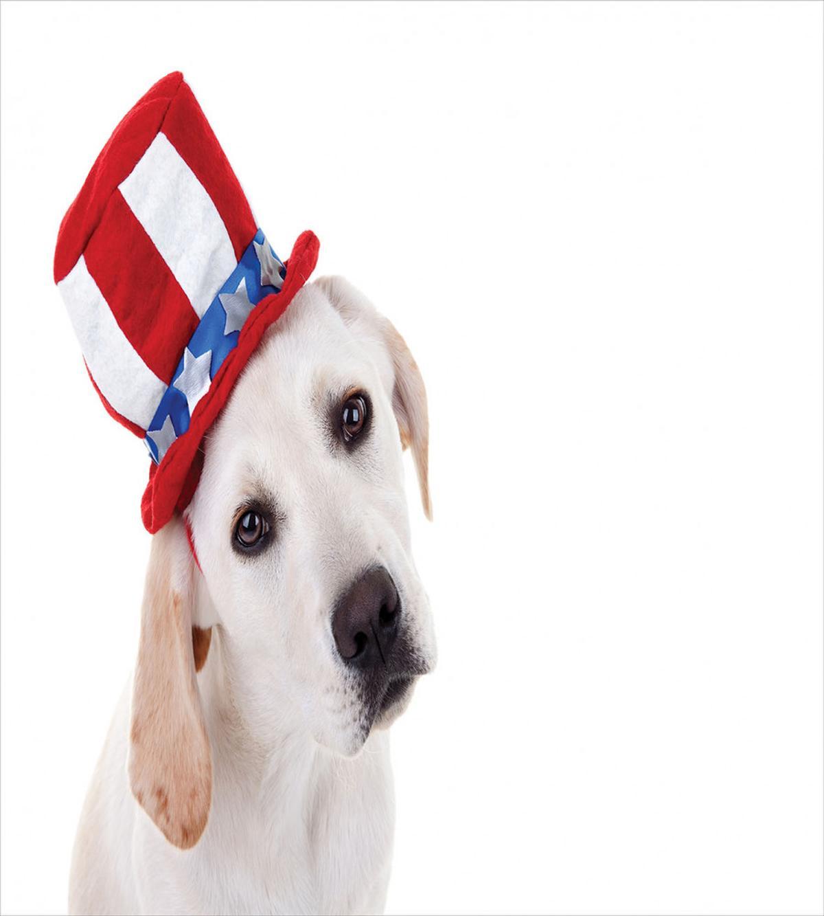 Dog with Hat — Pattern