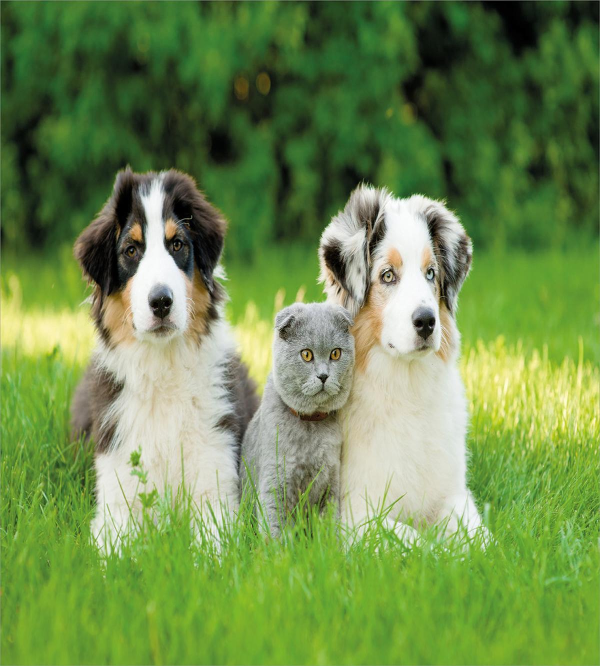 Puppy Family in Garden — Pattern
