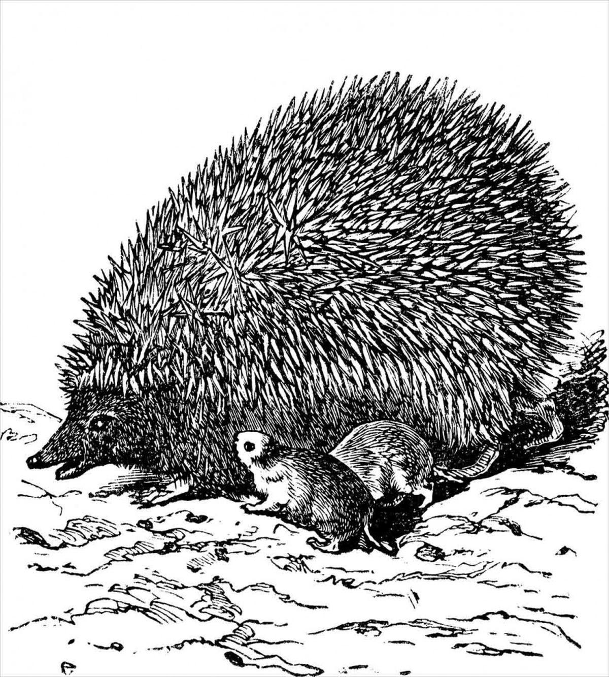 European Hedgehog — Pattern