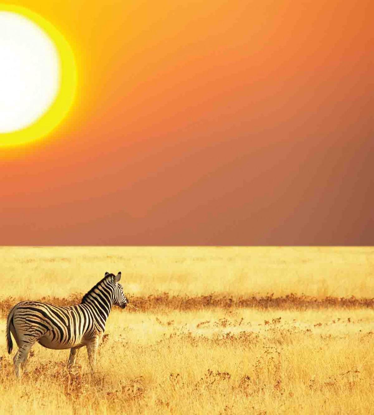 Tropical Animal Sunset — Pattern